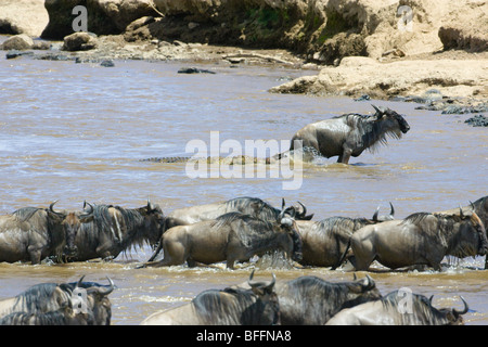 Gnu, Connochaetes taurinus, attraversare il fiume di Mara. Masai Mara riserva nazionale del Kenya. Foto Stock