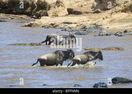 Gnu, Connochaetes taurinus, attraversare il fiume di Mara. Masai Mara riserva nazionale del Kenya. Foto Stock