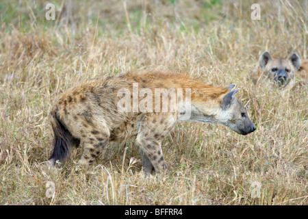 Avvistato iena, Crocuta crocuta, in piedi. Masai Mara riserva nazionale del Kenya. Foto Stock