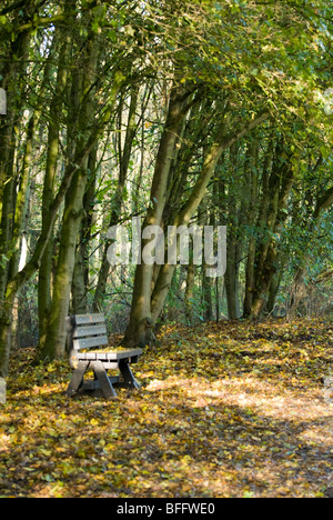 Un vuoto di una panchina nel parco sotto una tettoia di foglie di autunno, Rufford Country Park, Nottinghamshire, England, Regno Unito Foto Stock