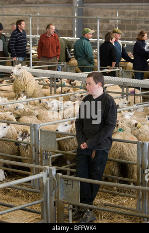 Annoiato giovane agricoltore nel mercato degli ovini a Melton Mowbray mercato del bestiame. Foto Stock