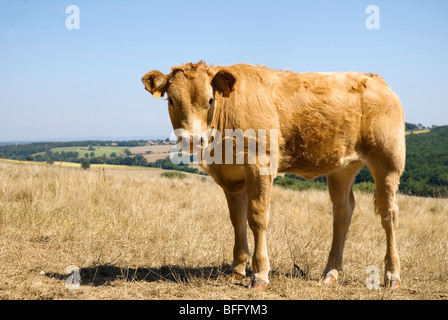 Vitello in un campo in Francia Foto Stock