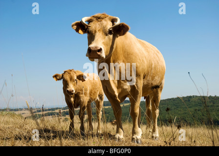 Mucca in piedi in un campo con il suo vitello Foto Stock