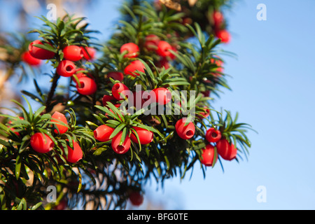 Yew Taxus baccata di frutta con un sacco di bacche Kent REGNO UNITO autunno Foto Stock