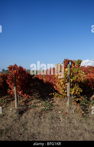 Il Sagrantino vigneti vicino a Montefalco in Umbria, Italia Foto Stock