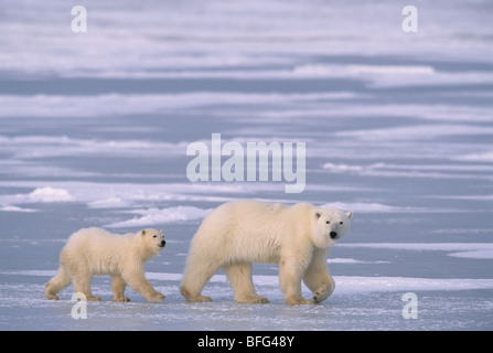 Orso polare (Ursus maritimus) e cub vicino a Churchill, Manitoba, Canada. Foto Stock