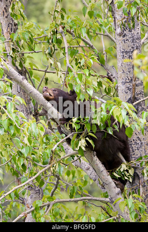 American black bear (Ursus americanus) fase di cioccolato in balsamo pioppo (Populus balsamifera) Parco Nazionale Jasper Alberta Canad Foto Stock