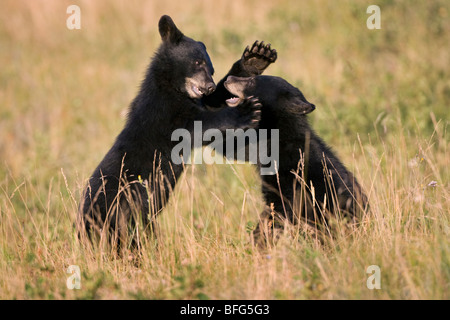 Black Bear cubs (Ursus americanus), il gioco di wrestling, Parco Nazionale dei laghi di Waterton, Alberta, Canada. Foto Stock