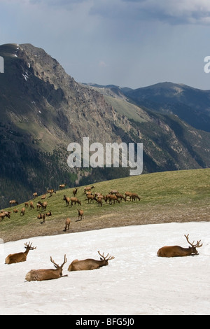 Elk (Cervus canadensis) allevamento in alpine parco nazionale delle Montagne Rocciose in Colorado. animali in primo piano sono tori bedded giù in sno Foto Stock
