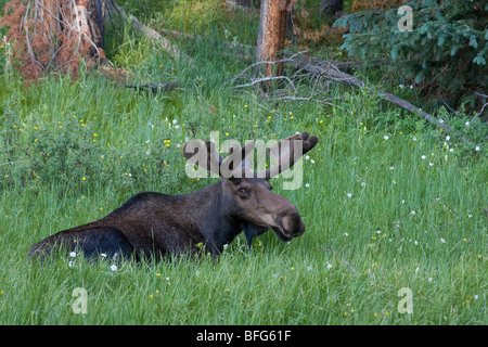 Bull moose (Alces alces), sdraiato, Rocky Mountain National Park, COLORADO, Stati Uniti d'America. Foto Stock