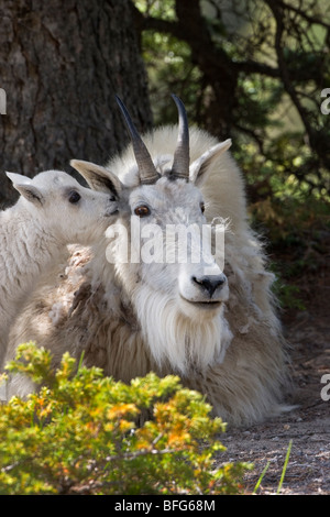 Capre di montagna (Oreamnos americanus) kid nuzzling nanny Jasper National Park nello stato di Alberta in Canada. nanny versando il suo cappotto invernale Foto Stock