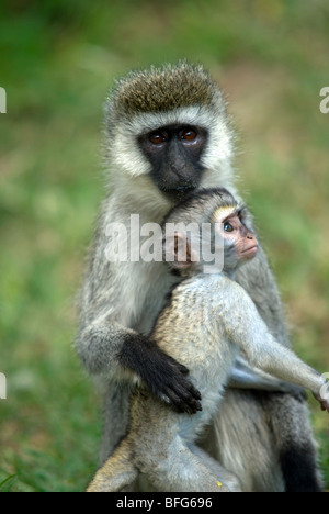 Vervet monkey con il bambino Foto Stock