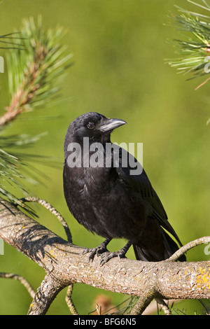 Northwestern crow (Corvus caurinus) Ambleside Park, West Vancouver, British Columbia. Foto Stock