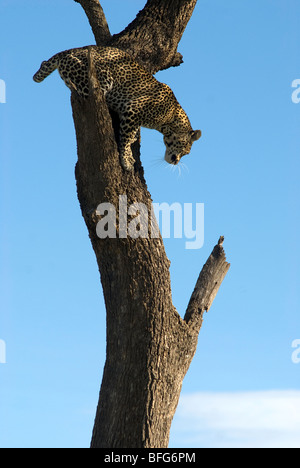 Leopard scendendo da un albero Foto Stock