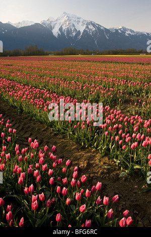 I tulipani (Tulipa gesneriana), vicino Agassiz, British Columbia. Foto Stock