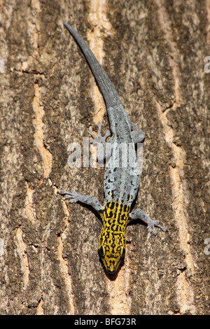 Giallo-guidato Dwarf Gecko Lygodactylus luteopicturatus prese a Jambiani, Zanzibar, Africa Foto Stock