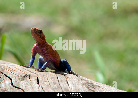 Lucertola AGAMA SA nel masai Mara Foto Stock