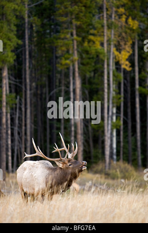 Bull Elk bugling durante la stagione di accoppiamento nel Parco Nazionale di Banff, Alberta, Canada Foto Stock