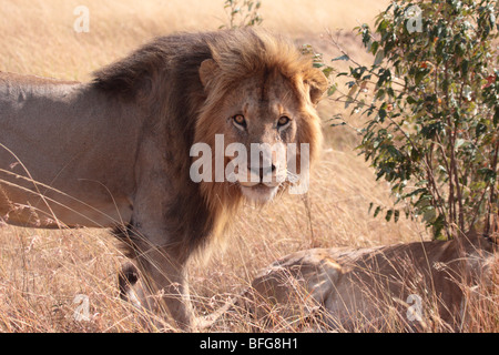 Maschio di leone africano Panthera leo in Masai Mara Kenya Foto Stock