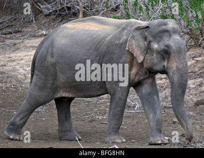 Yala National Wildlife Park, Sri Lanka, safari a Yala National Wildlife Park, Sri Lanka elephant Foto Stock