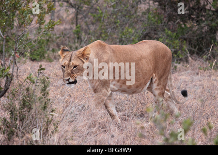 Femmina di leone africano Panthera leo in acque dolci del Kenya Foto Stock