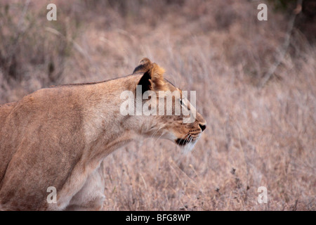 Femmina di leone africano Panthera leo in acque dolci del Kenya Foto Stock