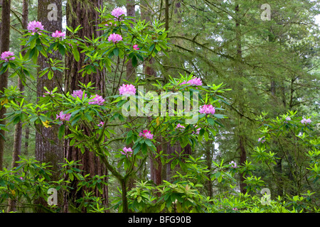 Rododendri in fiore nel Stout Grove - Jedediah Smith Redwoods State Park. Foto Stock