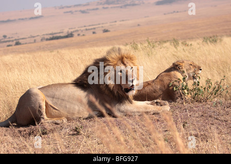 Coppia di leoni africani Panthera leo in Masai Mara Kenya Foto Stock