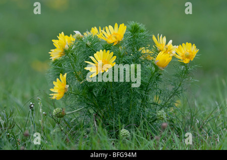 Frühlings Adonisröschen (Adonis vernalis) - Molla Pheasant s Eye dall Europa (Austria) Foto Stock