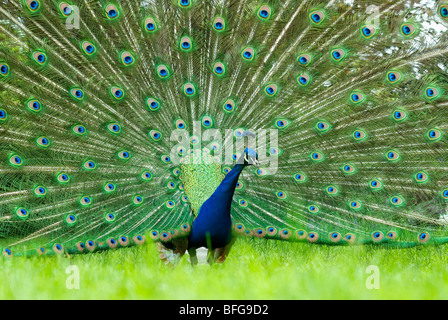 Indian blu pavone piumaggio di visualizzazione Foto Stock