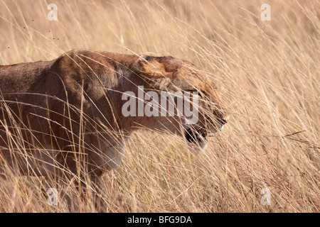 Leonessa stalking attraverso l'erba nella Riserva Nazionale di Masai Mara Kenya Africa Foto Stock