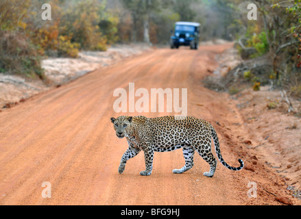 Leopard (Panthera pardus kotiya), Yala National Wildlife Park, Sri Lanka, safari a Yala, leopardo dello Sri Lanka Foto Stock