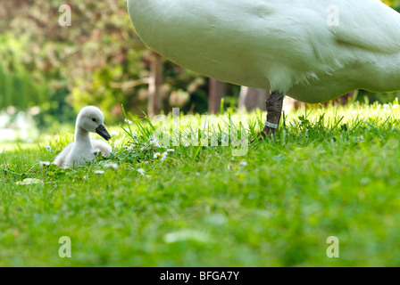 Swan custodire un po' cygnet Foto Stock