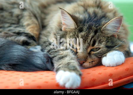 Tabby cat appoggiata su di un cuscino Foto Stock