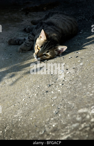Tabby kitten giacente in ombra Foto Stock