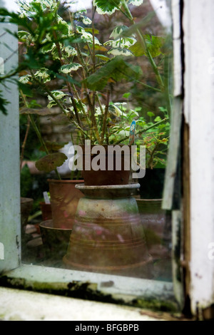 Guardando nella serra entro il giardino del sacerdote House Museum in High Street, Wimborne, Dorset, Inghilterra Foto Stock