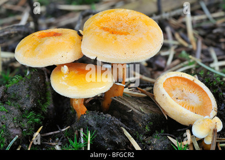 Falso - Chanterelle Hygrophoropsis aurantiaca Foto Stock