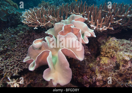 Coral reef scena, Lembeh strait, Nord Sulawesi, Indonesia Foto Stock