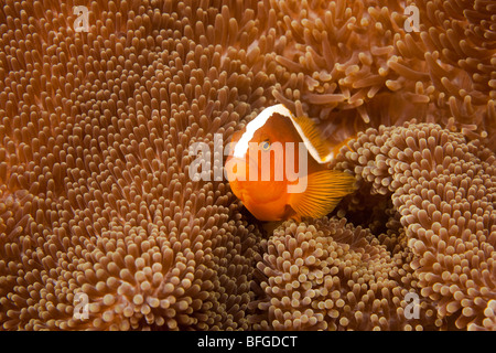 Arancione (Anemonefish Amphiprion sandaracinos) in anemone marittimo, Lembeh strait, Nord Sulawesi, Indonesia. Foto Stock