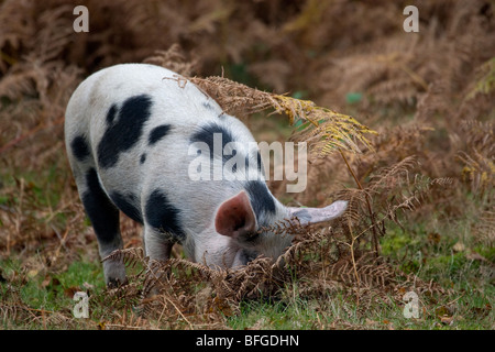 Gloucester Old Spot suini foraggio per il parco naturale de los Alcornocales in New Forest, Hampshire Foto Stock