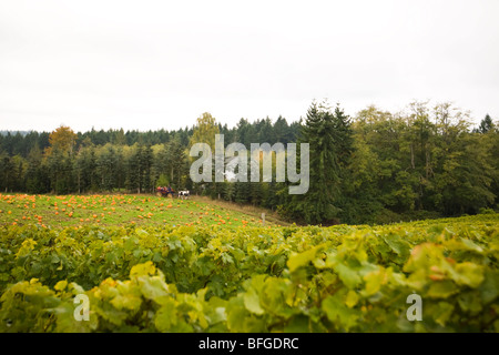 Agricoltura della zucca Foto Stock