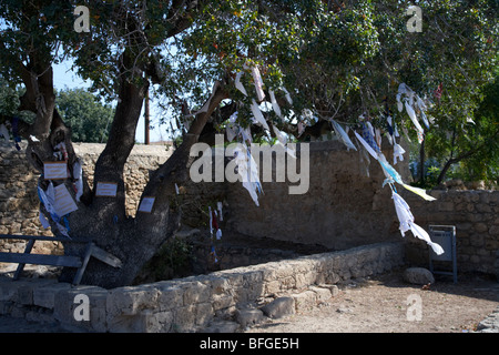 Offerte pendenti da indurimento alberi di pistacchio a Agia Solomoni catacomba cristiana paphos repubblica di Cipro in Europa Foto Stock