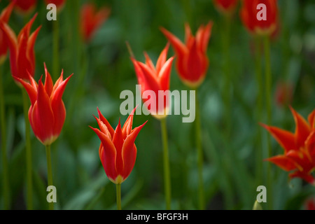 I tulipani in un giardino Foto Stock