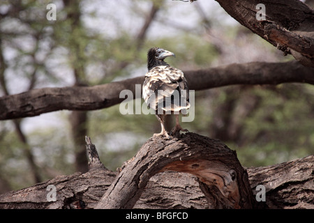 Giovani Capovaccaio Neophron percnopterus Foto Stock