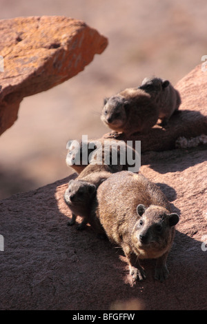 Nero-backed rock hyrax famiglia Foto Stock