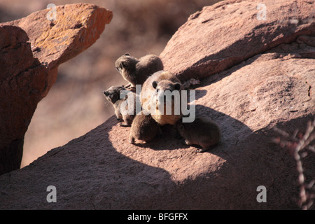 Nero-backed rock hyrax Foto Stock