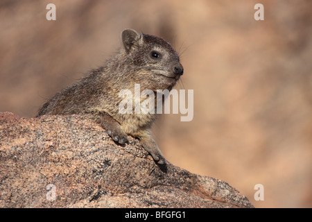 Nero-backed rock hyrax Foto Stock