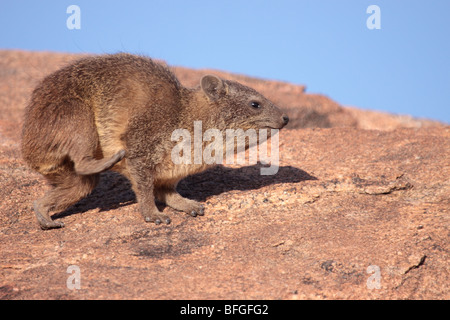 Nero-backed rock hyrax Foto Stock