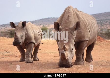 White Rhino coppia Foto Stock