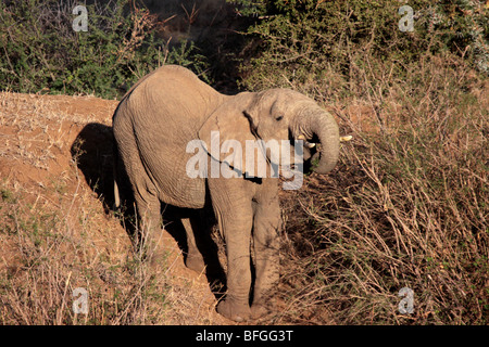 Elefante africano alimentare Foto Stock